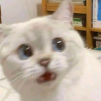 Animerum